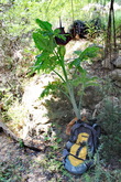 Размеры растущих здесь в тепле и влаге дранункулюсов просто поражают! Высота моего рюкзачка 50 см... А цветочек — с меня ростом