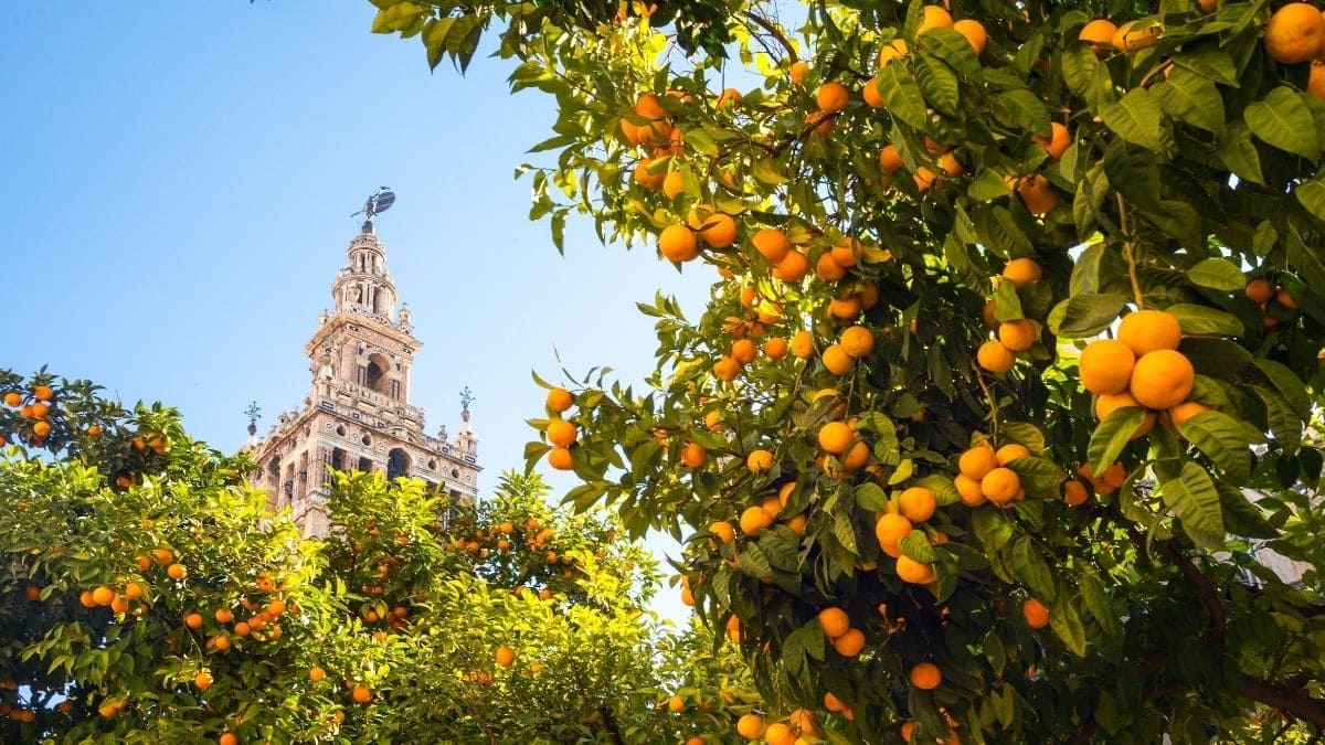 Апельсиновая красавица Севилья, Испания