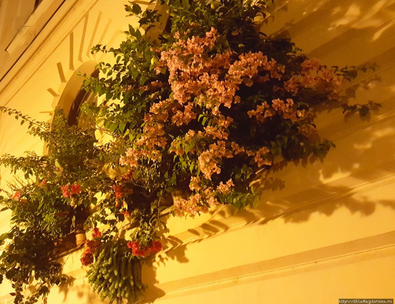 А вот в столице Венгрии украсили окно кашпо с бугенвиллеей. И тоже очень симпатично получилось! А вот в столице Венгрии украсили окно кашпо с бугенвиллеей. И тоже очень симпатично получилось!