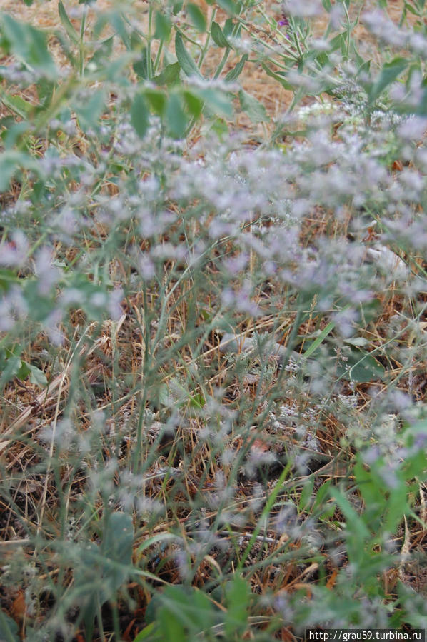 Травы, травы, травы не успели от росы серебряной согнуться Садовое, Казахстан