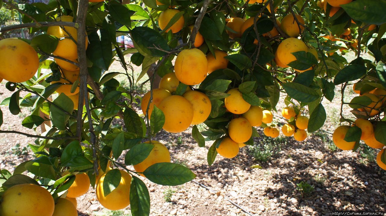 Эковиньясса — среди апельсинов и лимонов Сольер, остров Майорка, Испания