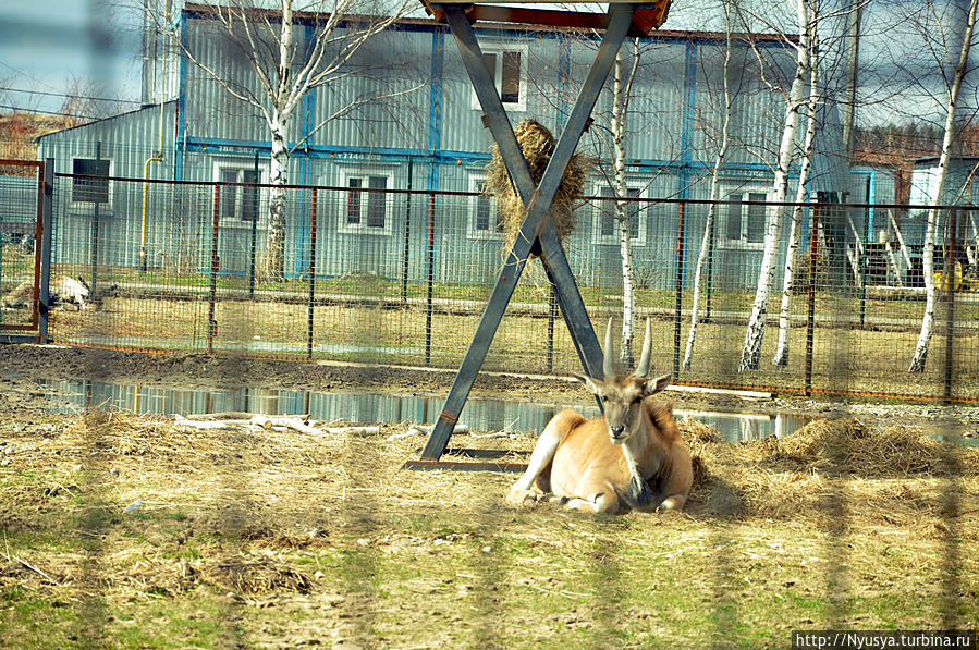 Весна 2013 в Ярославском зоопарке Ярославль, Россия