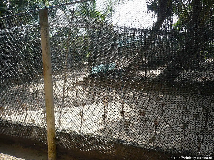 Черепаховая ферма Бентота, Шри-Ланка