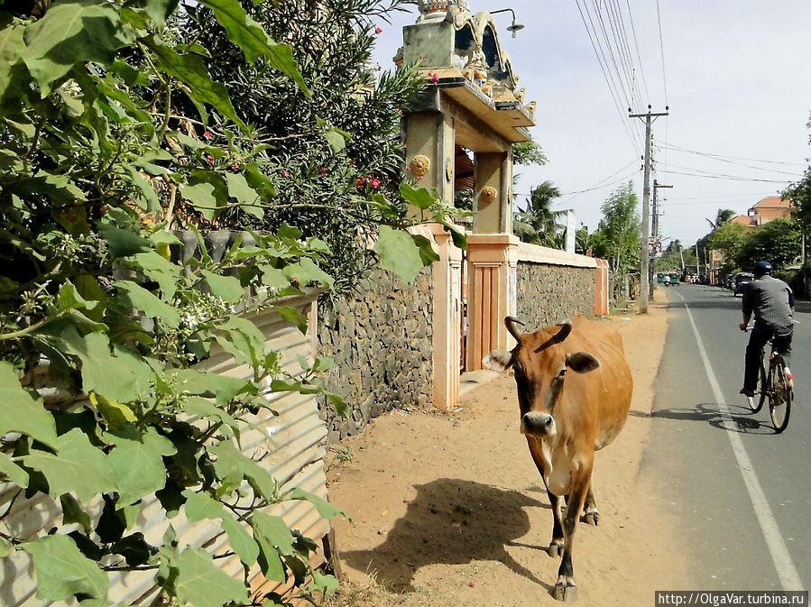 Коров можно встретить везде — на улицах Тринкомали... Тринкомали, Шри-Ланка