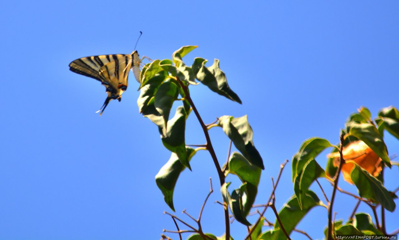 Бабочка и богомол. Неудачная охота Вьентьян, Лаос