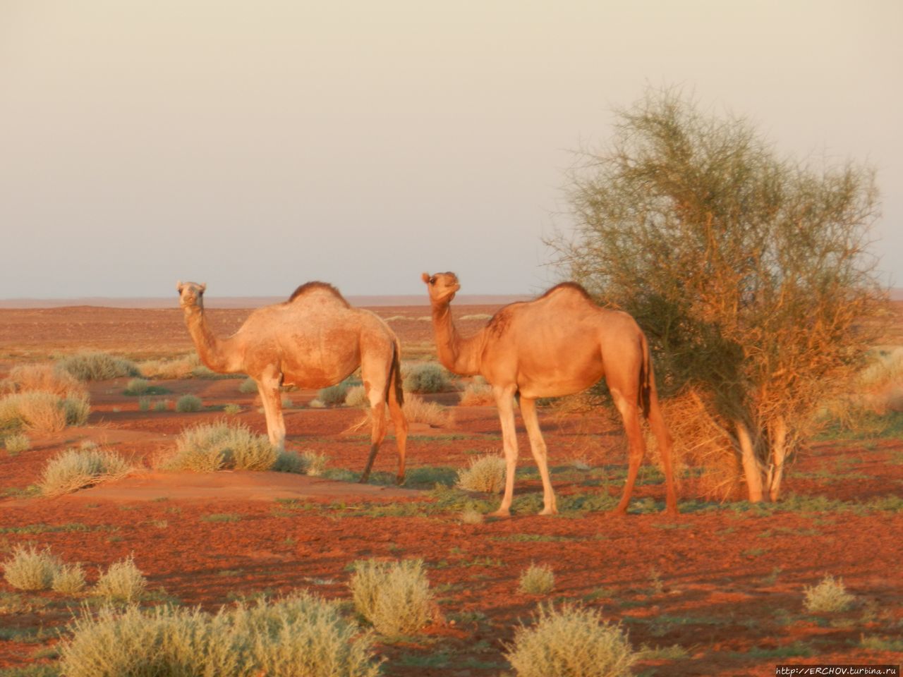Население центральной африки. Чад африка столица. Агния дитковските и чадов. Чадов жена агния дитковските. Чады домочадцы и исчадия.