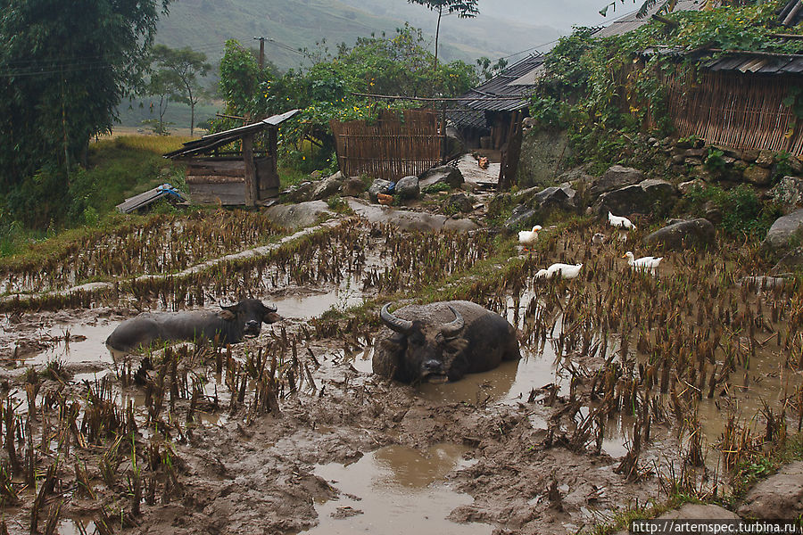 Прогулка с хмонгами Сапа, Вьетнам