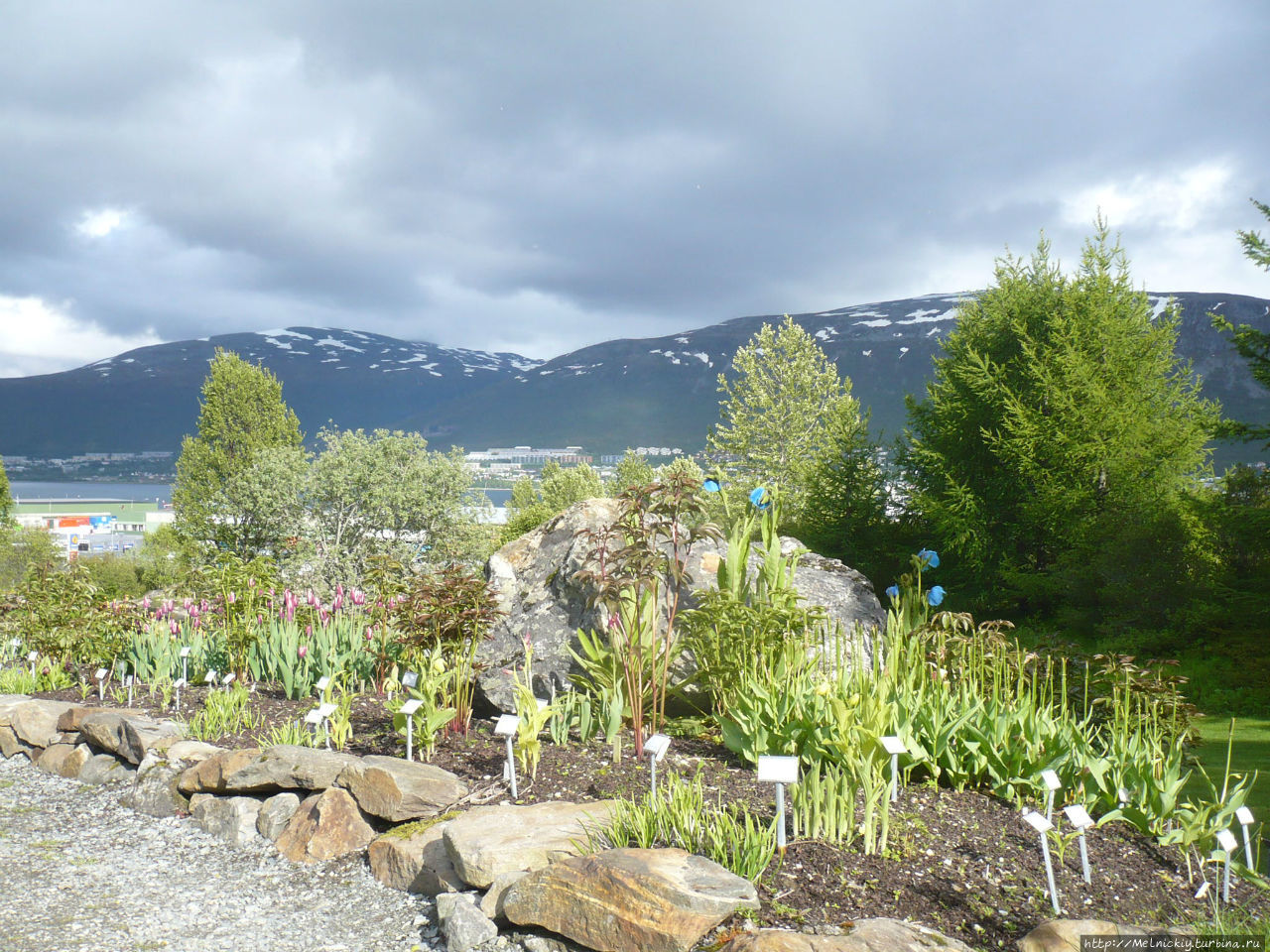 Арктическо-альпийский ботанический сад Тромсё, Норвегия