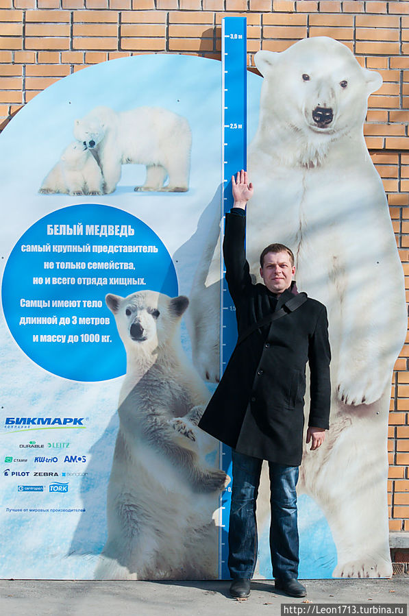Сравнение размеров человека и белого медведя. А мой рост,кстати, 1 м 90 см! Новосибирск, Россия