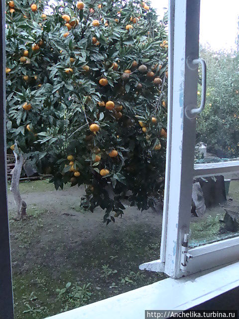 Вид из окна на сад.