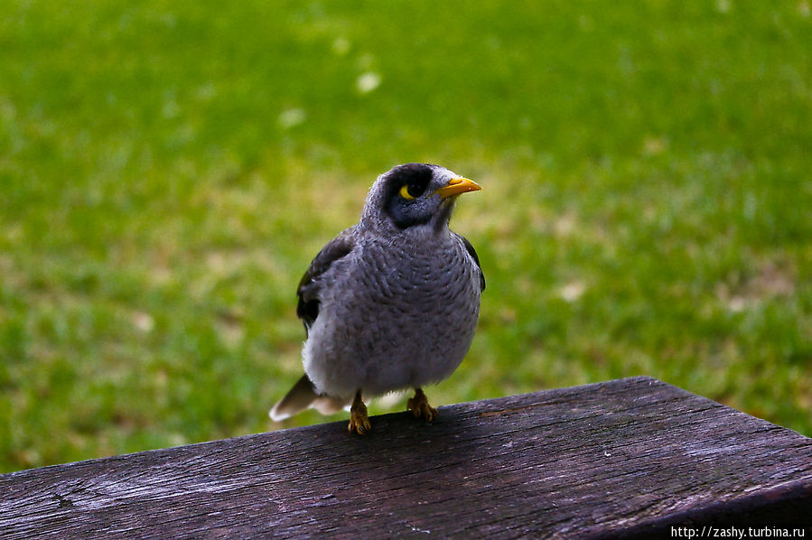 Любознательная птичка (Common Myna) в парке Centennial. Сидней, Австралия