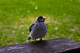 Любознательная птичка (Common Myna) в парке Centennial.