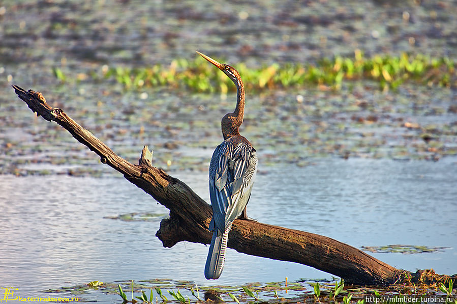 В Национальном Парке ЧИТВАН — много интересных птиц и животных! Непал