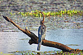 В Национальном Парке ЧИТВАН — много интересных птиц и животных!