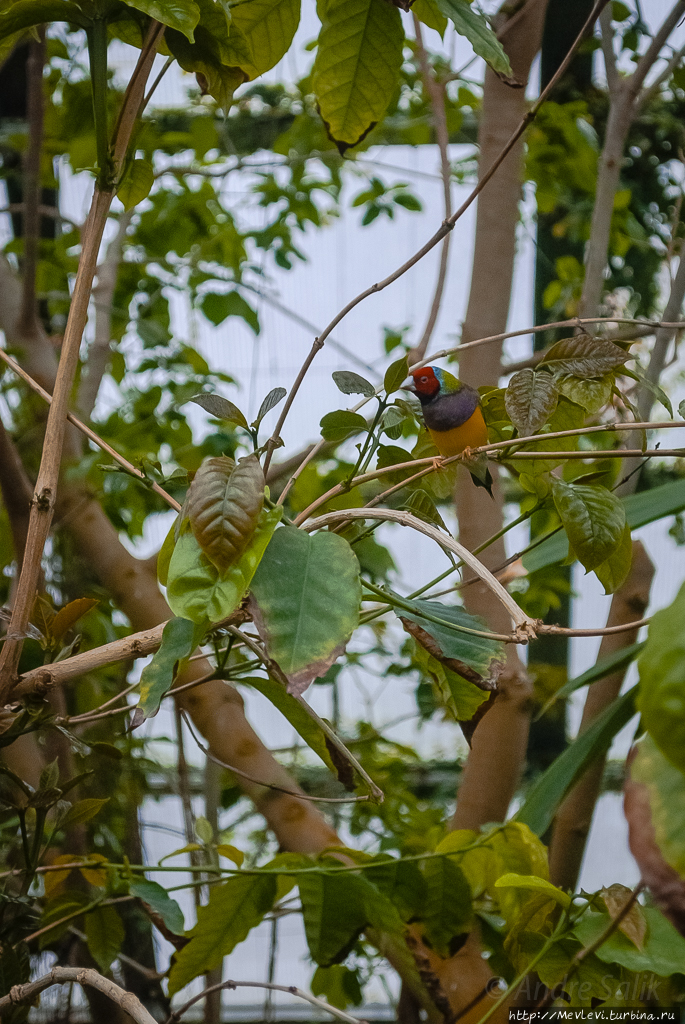 Оранжерея тропических бабочек. Рига, Латвия