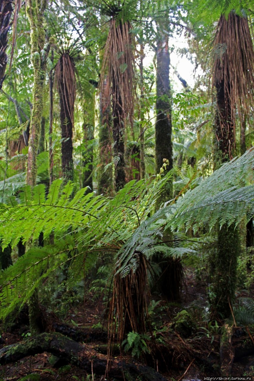 Тропа к Ревущему Билли Фоллс Маунт Аспайринг Национальный Парк, Новая Зеландия