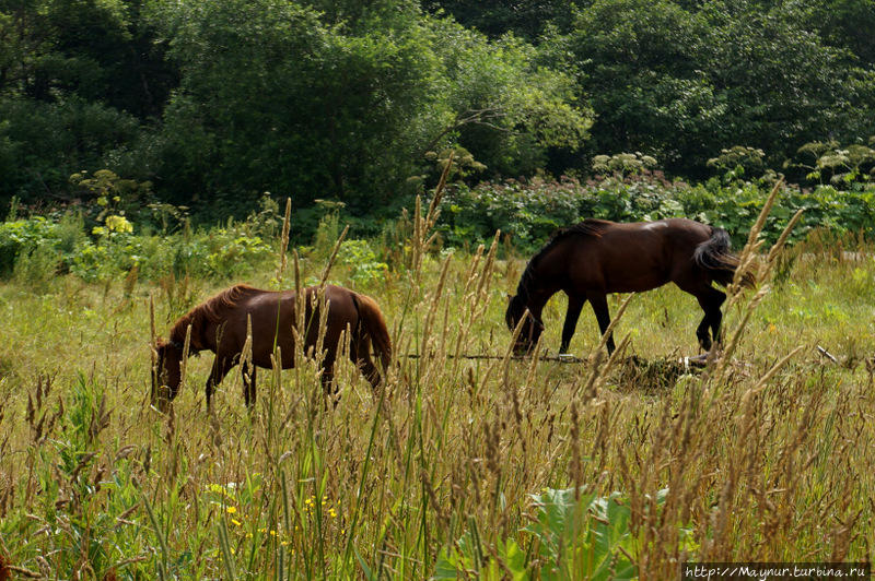 Рыжая  и  гнедой  были  привязаны  к  одному  колышку  и  по  всей  видимости  составляли  семейную  пару. Южно-Сахалинск, Россия