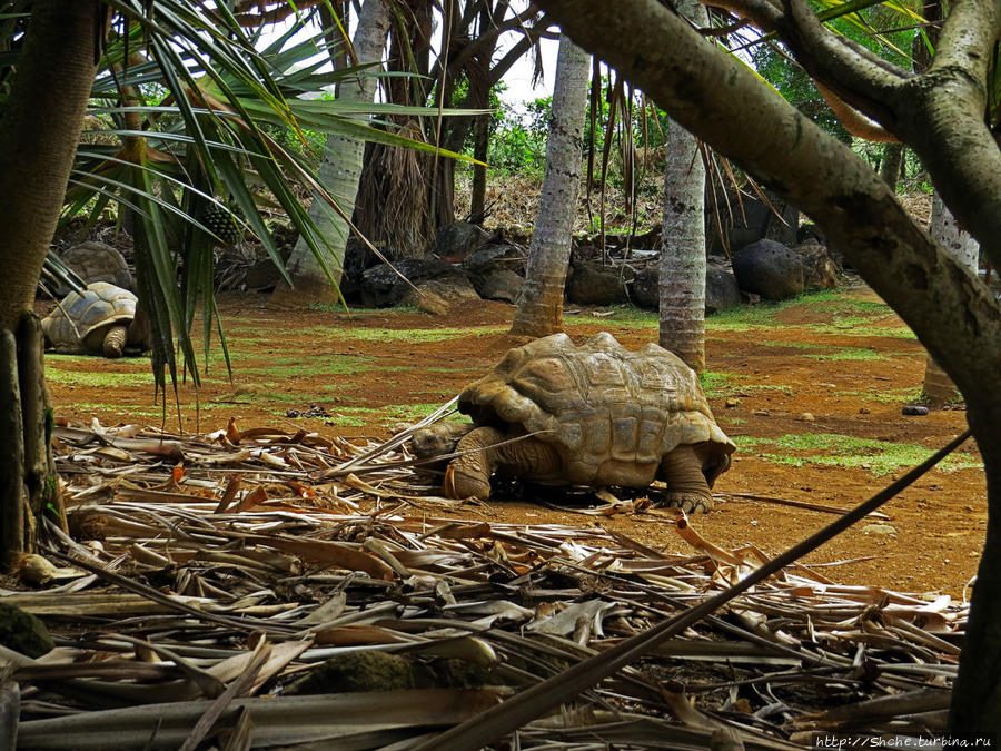 Альбом позитивного настроения, или каковы черепахи на ощупь Ля Ваний Резерв де Маскарен (природный парк), Маврикий