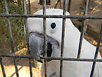 А этот попугай хочет общаться, но раз закрыт в клетке — значит не безопасен, может больно ущипнуть