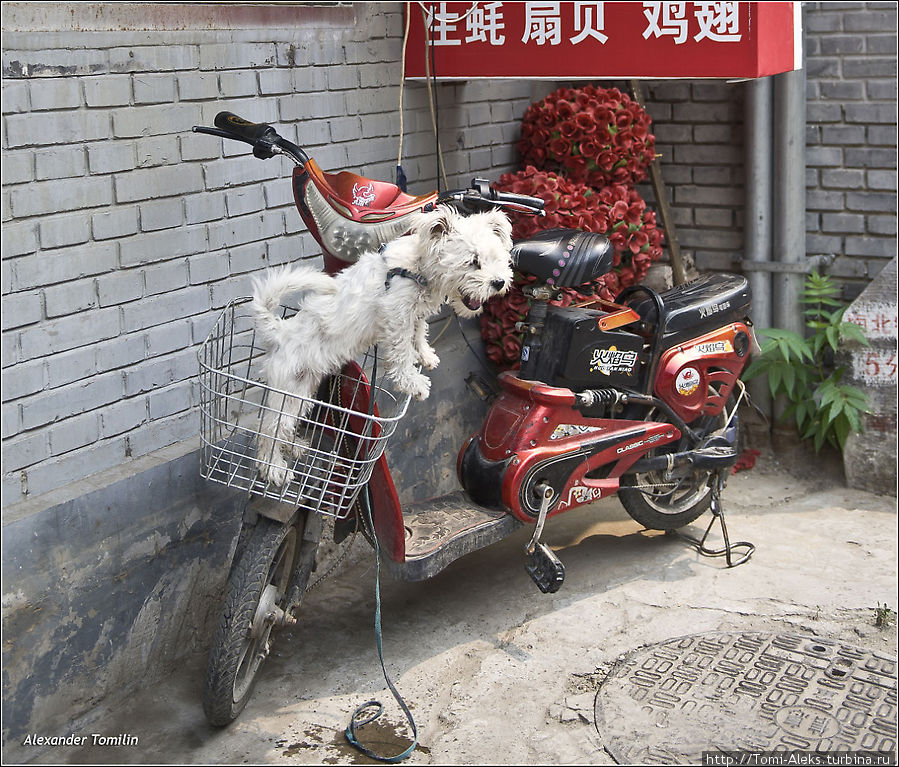 Даже собаки здесь с удовольствием ездят на велосипедах и мопедах. Пекинцы любят своих питомцев и всюду таскают их с собой, нянчатся с ними, как с детьми. Вечером все газоны буквально залеплены четвероногими — в основном миниатюрными породами собак.
* Пекин, Китай