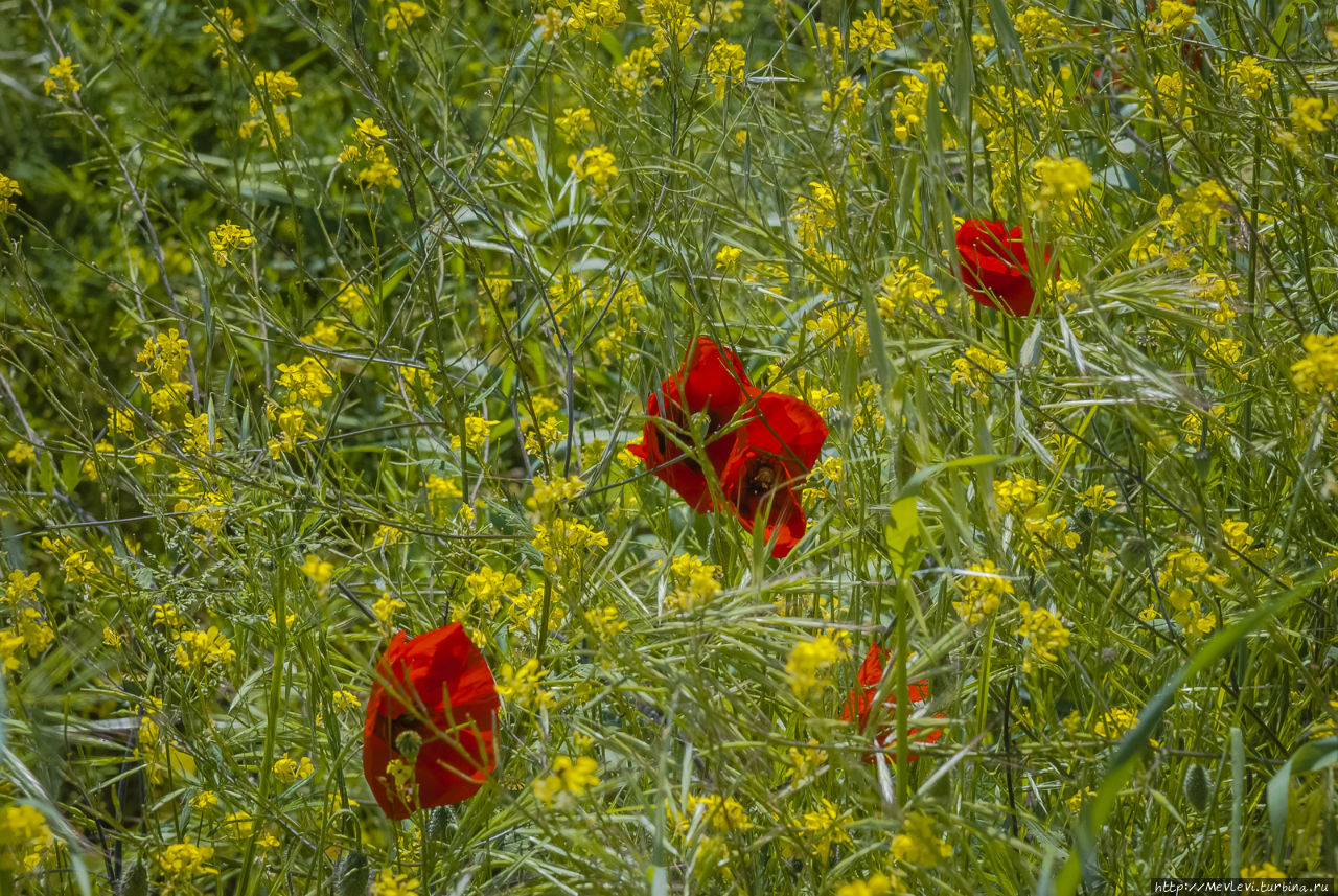 Маки Тосканы Тоскана, Италия