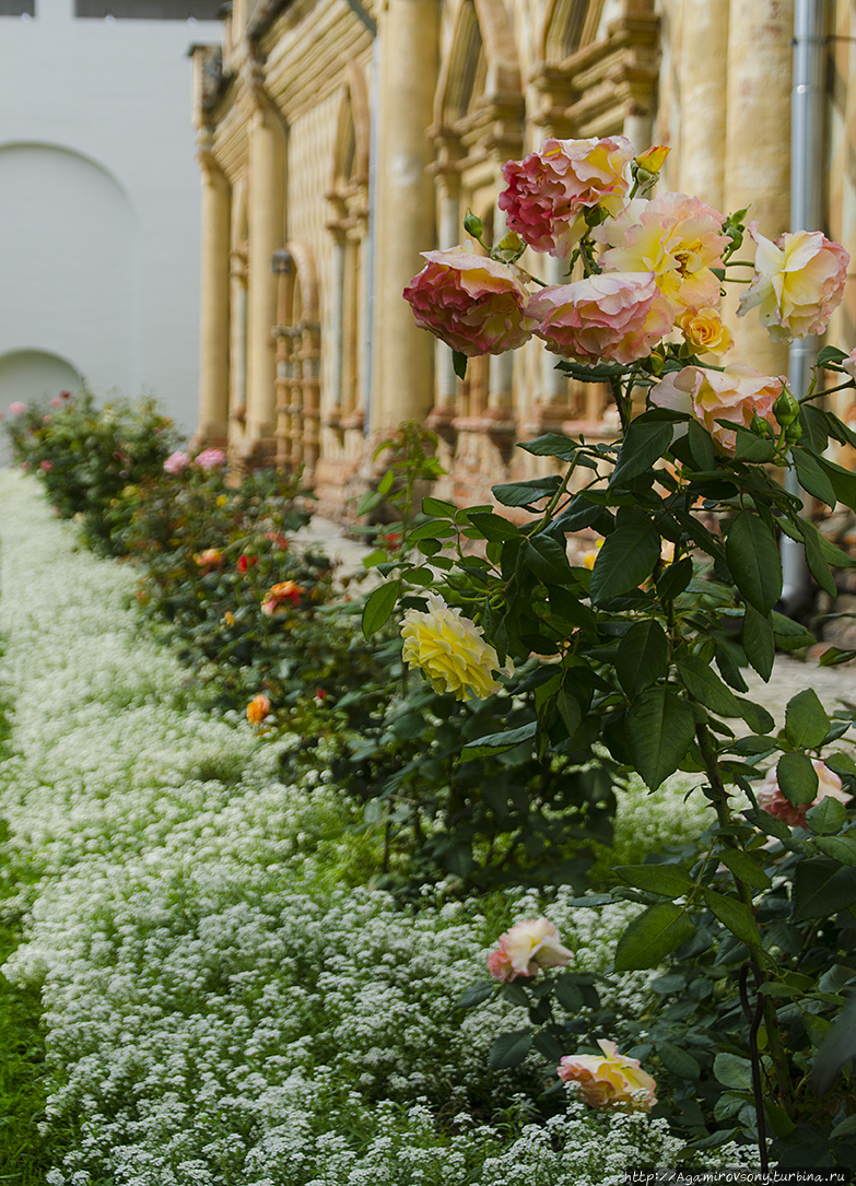 Невероятный медовый запах от этих маленьких белых цветов. Розы тоже хороши — респект садовникам. Ростов, Россия