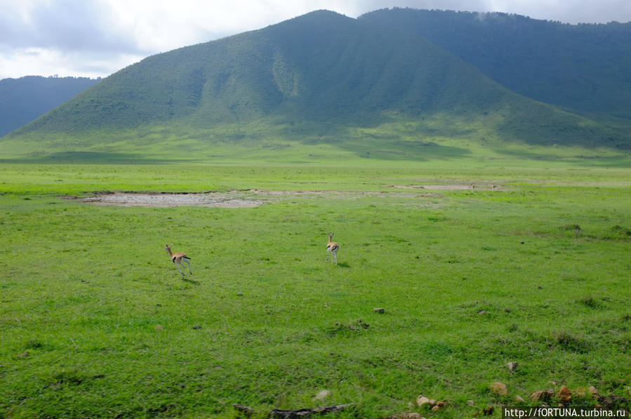 Нгоронгоро кратер вулкана Нгоронгоро (заповедник в кратере вулкана), Танзания