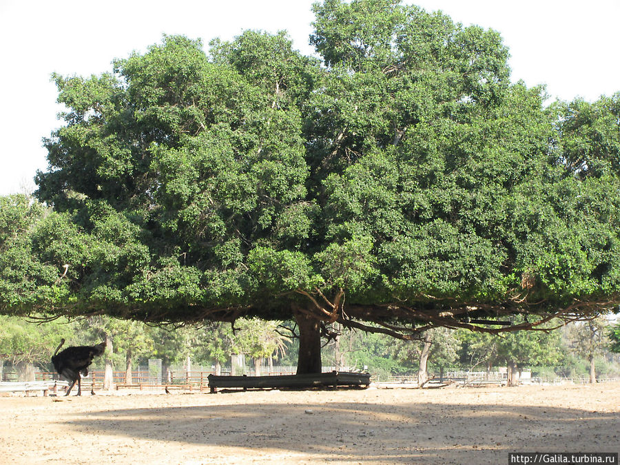 Шикарное дерево. Тель-Авив, Израиль