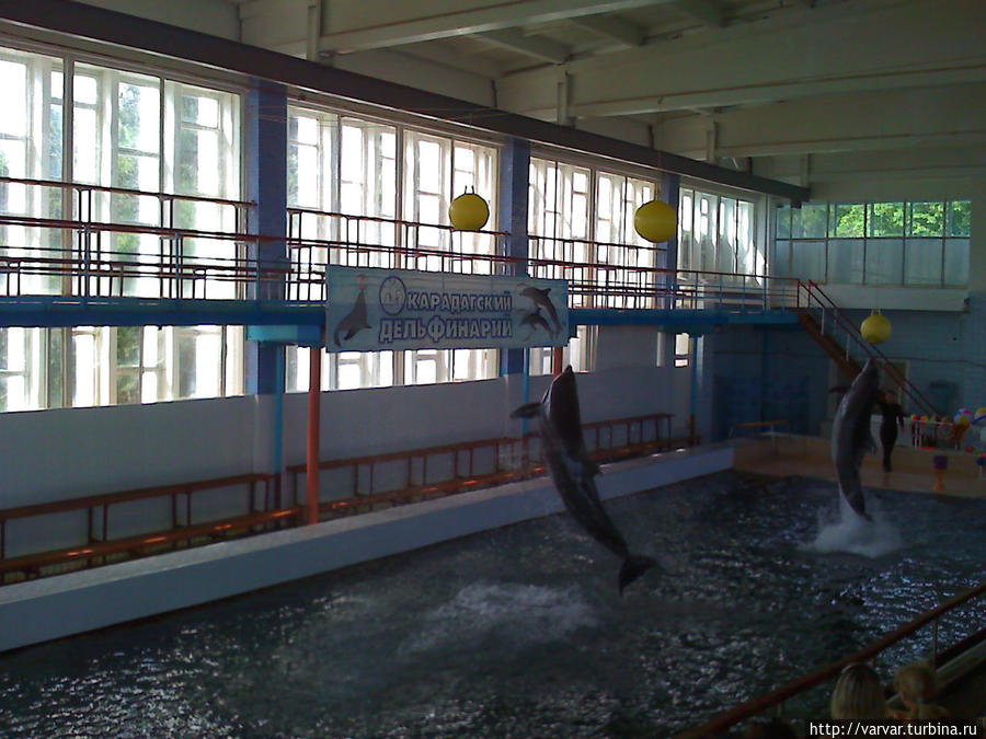 В дельфинарии