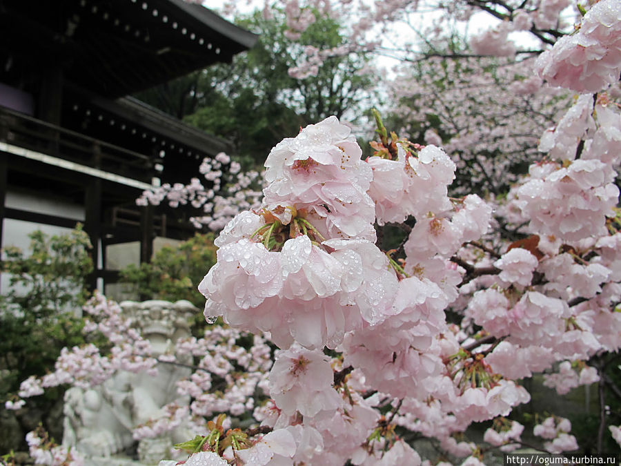 Необычно красивая сакура с большими и нежными лепестками. Растёт прямо у главного храма.