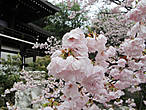 Необычно красивая сакура с большими и нежными лепестками. Растёт прямо у главного храма.