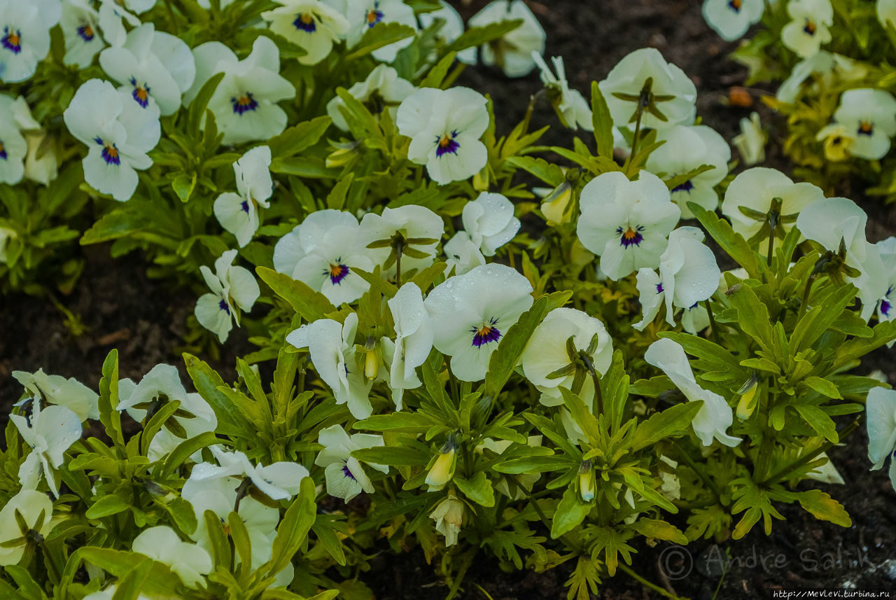 Цветочное чудо Юрмала, Латвия