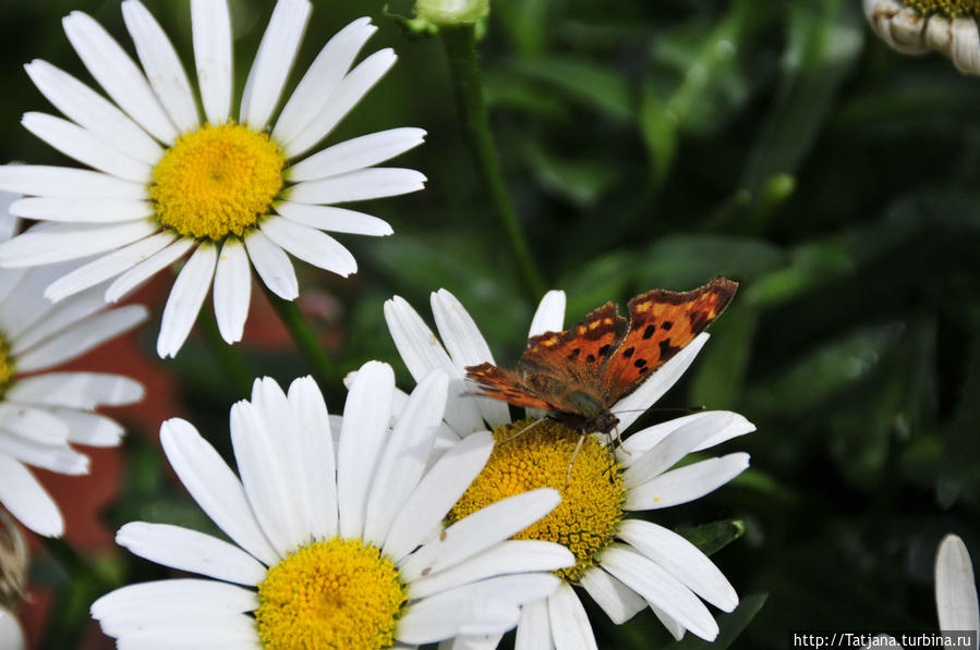 Волшебная заплатка Херлен, Нидерланды