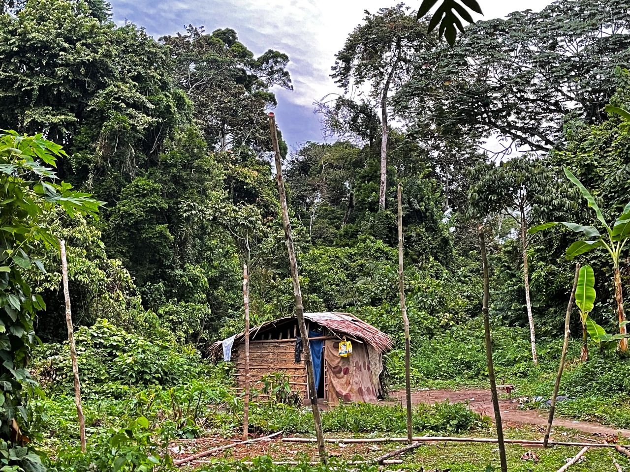 Деревня пигмеев багьели Ндумале (деревня пигмеев), Камерун
