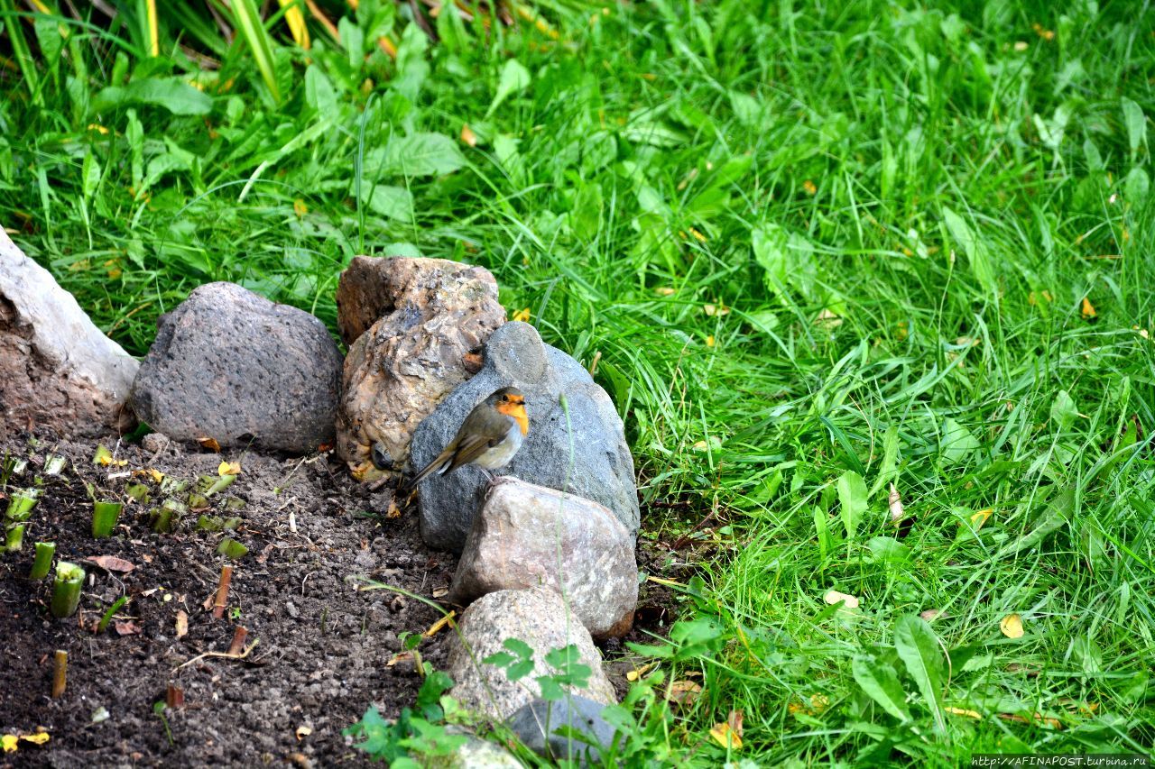 Осень. Зарянка. Родственные души Москва и Московская область, Россия