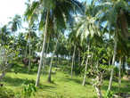 Великолепные пальмы Цейлона