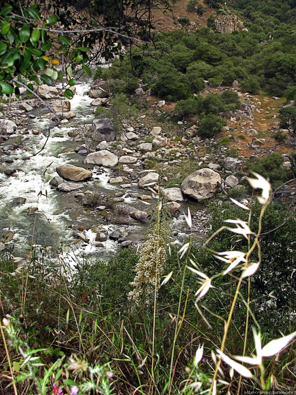 Есть три реки и цветущие царь-юкки Три-Риверс, CША