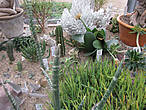Оранжерея кактусов и суккулентов