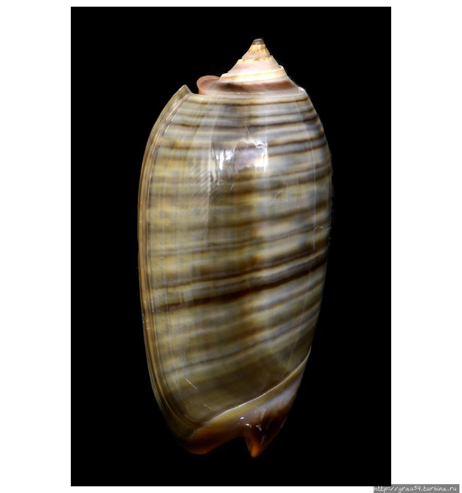 (Из Интернета) Уоллис и Футуна (Из Интернета) Уоллис и Футуна