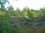 Вересковые поляны в лесу у Ключевского карьера.