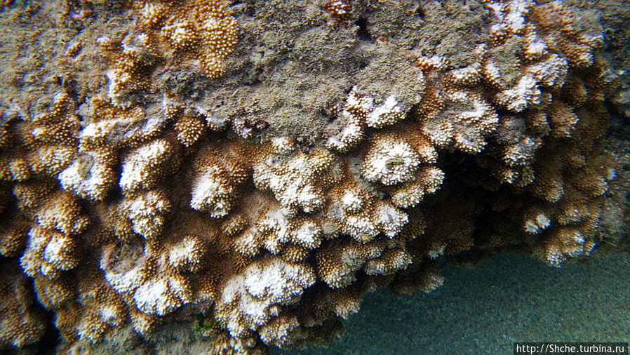 Обитатели Ханаума-Бей — рыбы, кораллы, ежи и... мы недолго Ханаума-Бей, CША