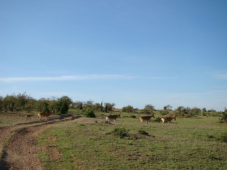 Утреннее сафари Масаи-Мара Национальный Парк, Кения
