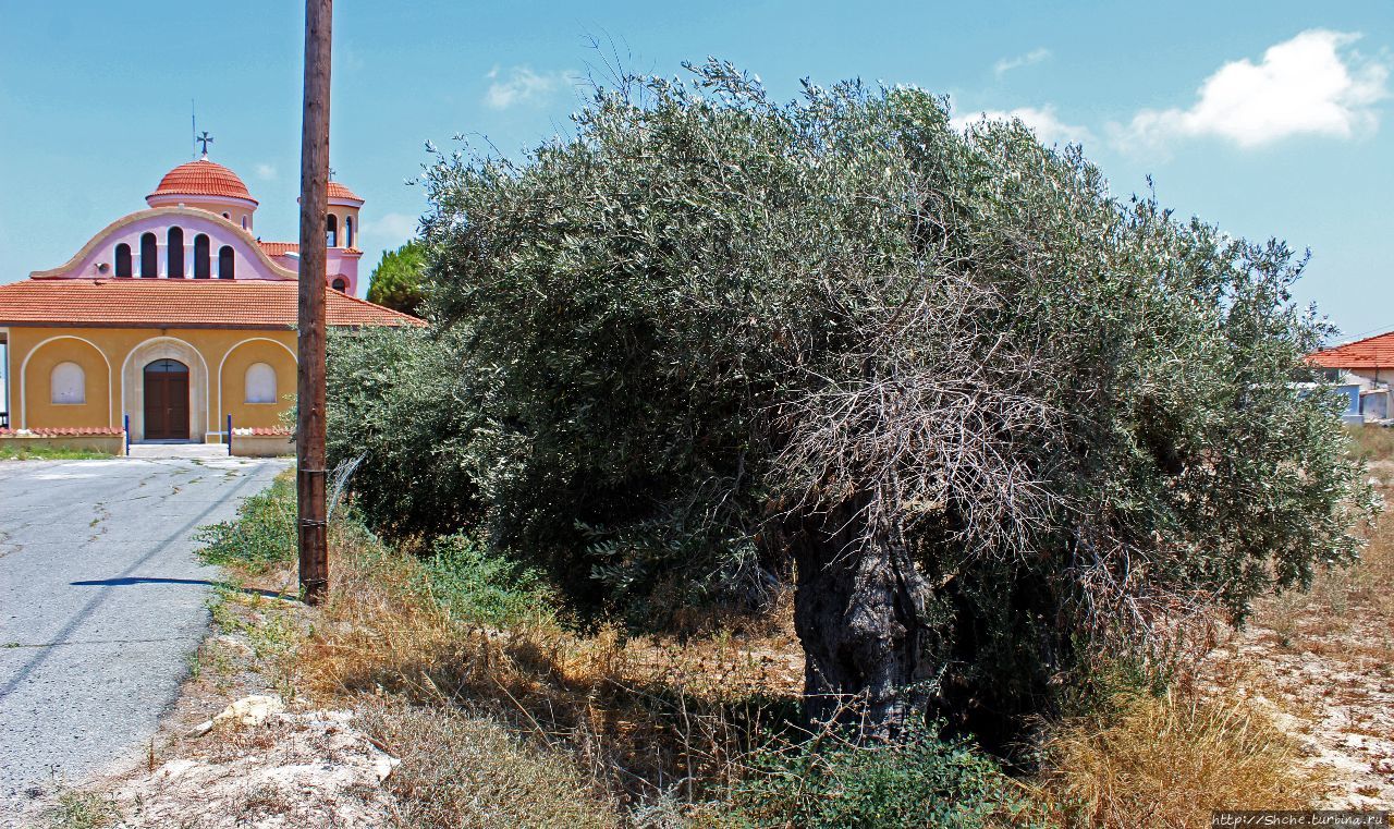 Старые оливковые деревья / Age-Old Olive Trees