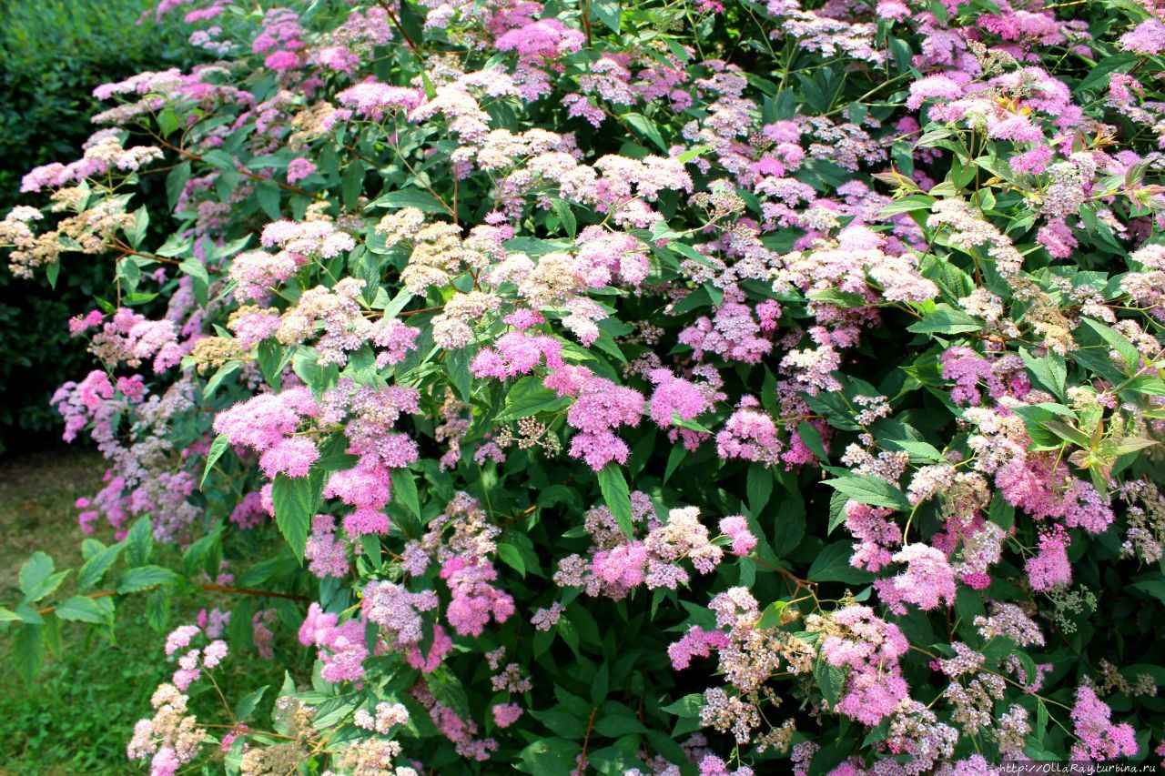 Если у вас тоже е складывается с пионами, то предлагаю  спирею. Растёт быстро и цветёт пышно.