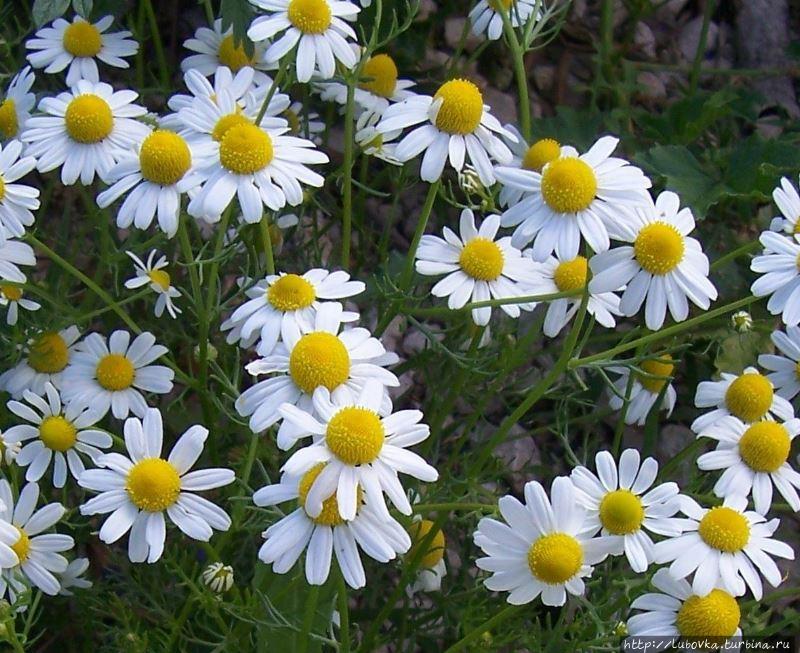 Ромашка (Leucanthemum vulgare) — национальный цветок Латвии Латвия