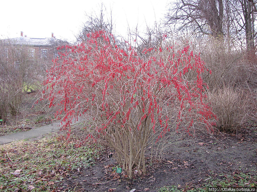 Полыхал красным Барбарис обыкновенный бессеменной — Bereberis vulgaris asperma. Копенгаген, Дания