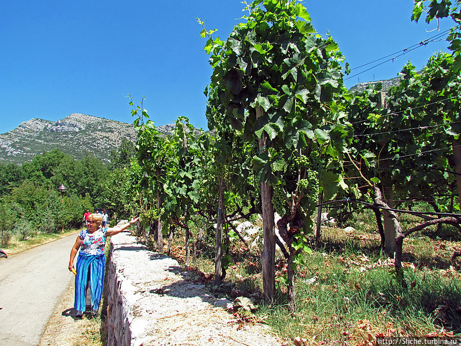 прогулка не напрягающая, дорога идет вдоль монастырских виноградников Республика Сербская, Босния и Герцеговина