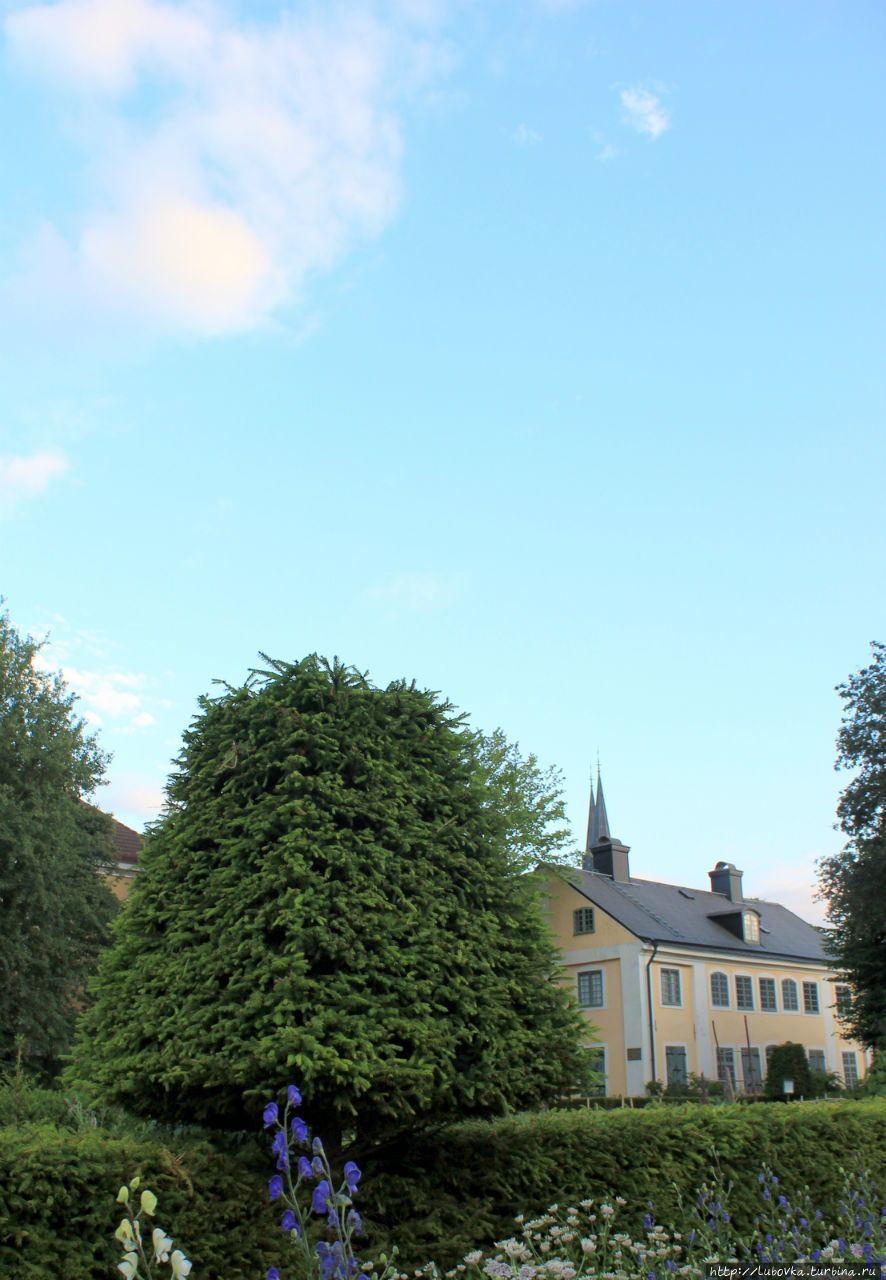 Боскеты из стриженной ели. Уппсала, Швеция