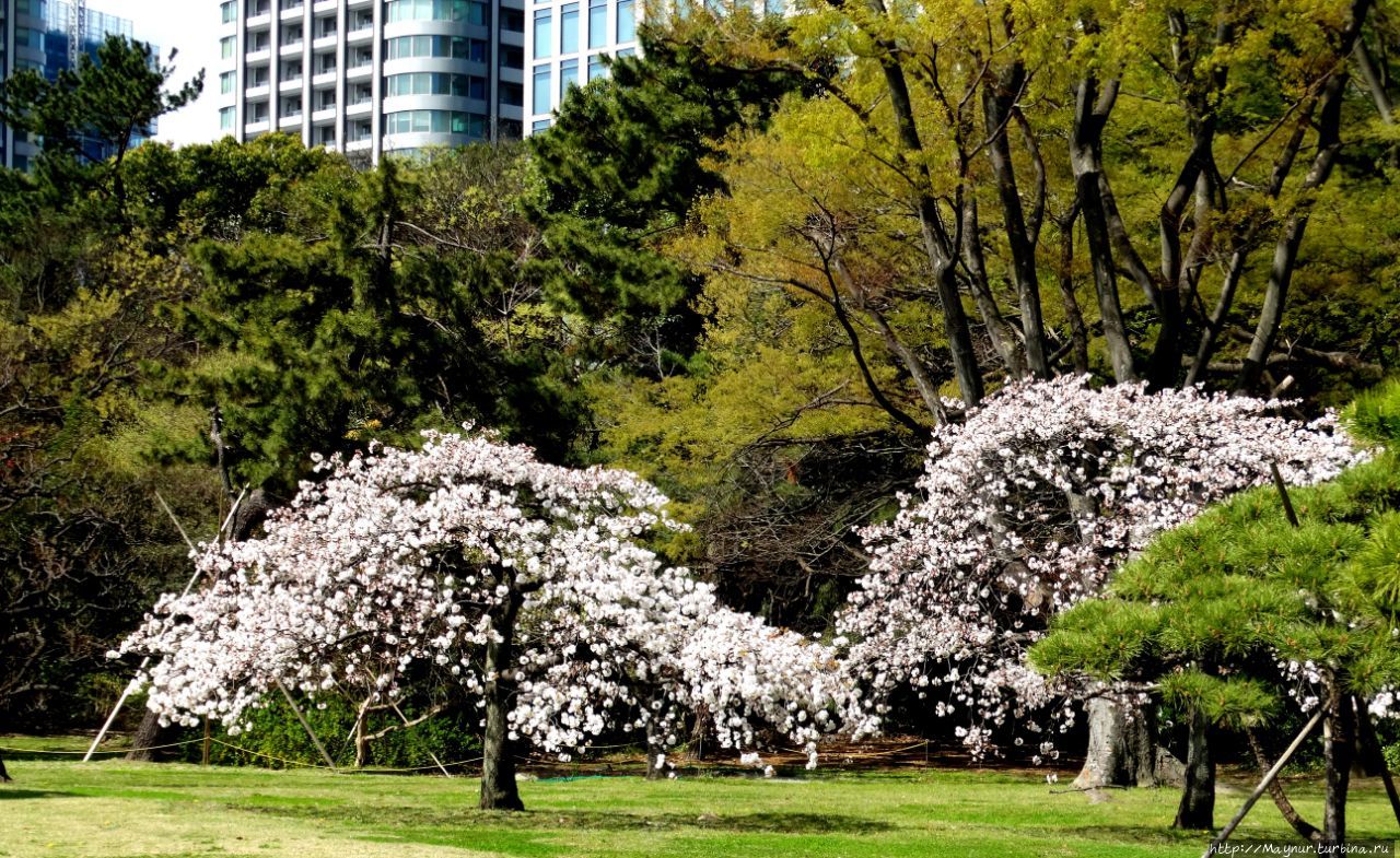 Сады  сегунов. Хамарикю Токио, Япония