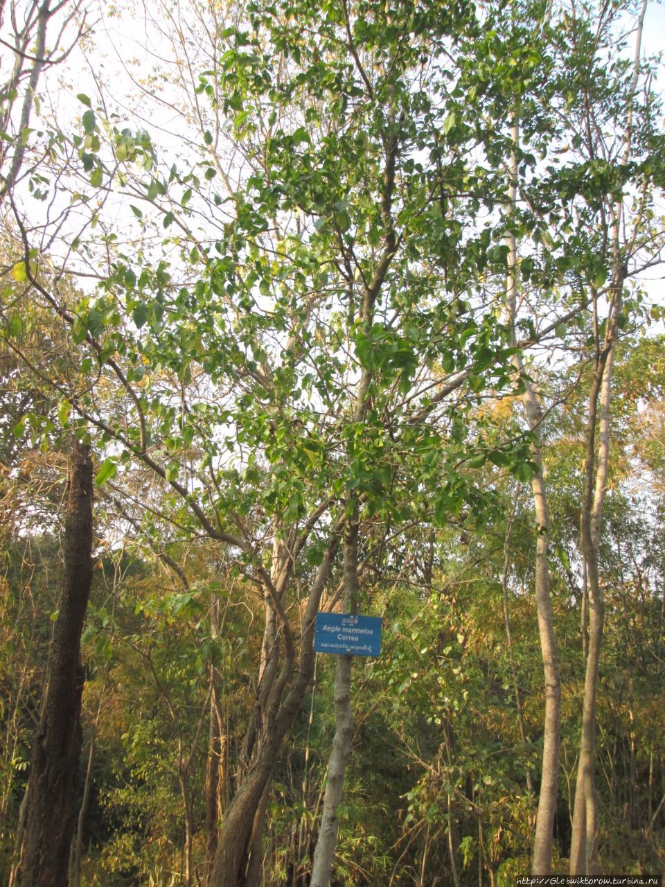 Национальный Парк Растений Нейпьидо, Мьянма